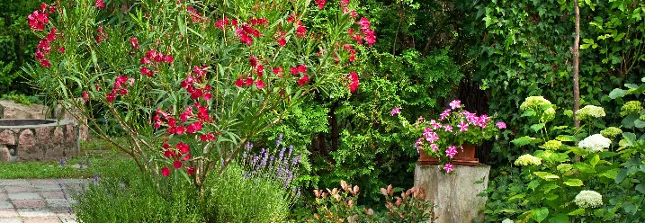 Blühender Oleander im Topf
